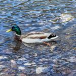 Macks Creek Park