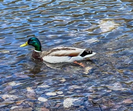Macks Creek Park