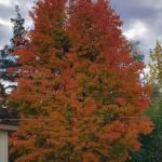 Pinecrest Estates