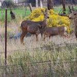 Mackay Tourist Park
