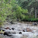 Many Pines Campground