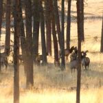 R.R Ranch 🌲