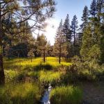 Boca Spring Campground
