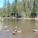 FORBES CREEK