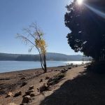 Pinecone Area