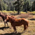 Pacific Valley Campground