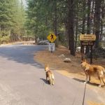 Beardsley Dam Campground