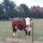 Cortland Acres