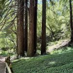 Fern Dell