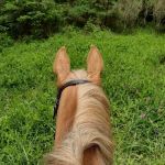 Horse Camp