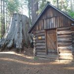 Nelder Grove