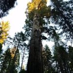 Nelder Grove