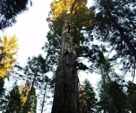 Nelder Grove