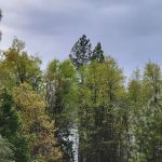 Lupine Campground