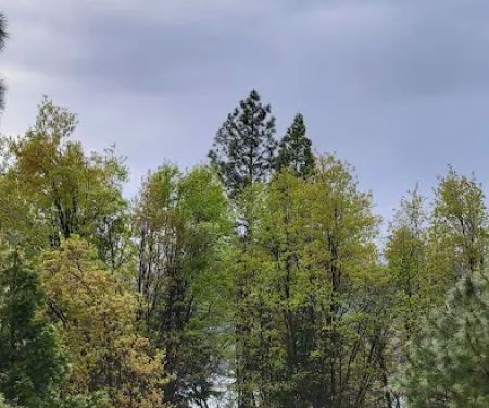 Lupine Campground