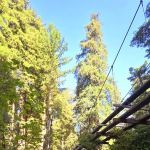 Doug Fir Group Site