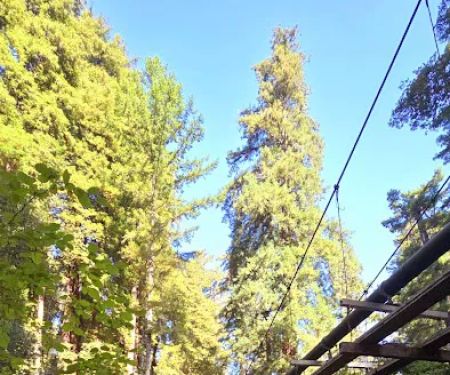 Doug Fir Group Site