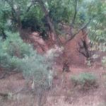 Walnut Campground