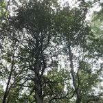 Tolkan Campground