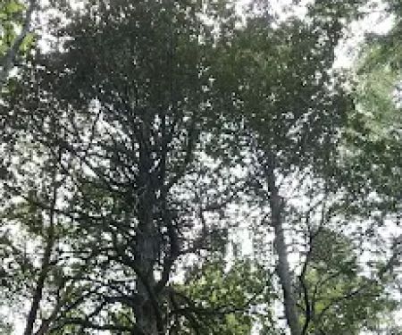 Tolkan Campground