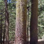 Swanson Campground