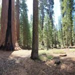 Gigantea Campground