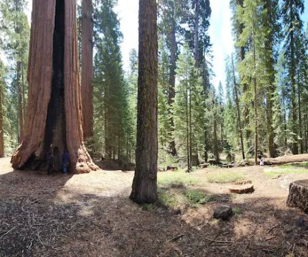 Gigantea Campground