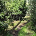 Estrella Campground