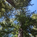Redwood Camp