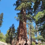 Redwood Meadow Campground