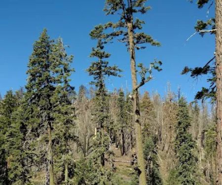 Panorama Campground