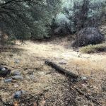 Lion trail camp
