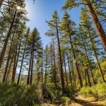 Lupine Campground