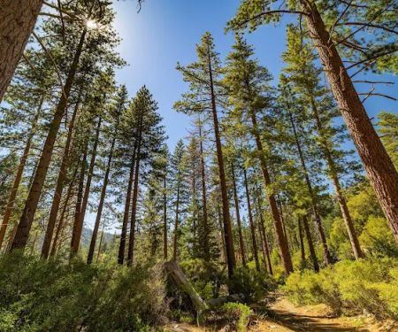 Lupine Campground