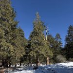 Manker Flat Campground
