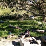 Sespe Camp
