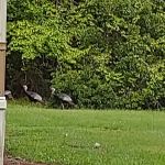 Turtle Cove mobile home park