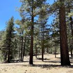 Lily Meadows Campground