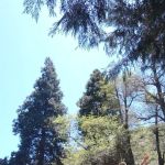 Beartrap Campground