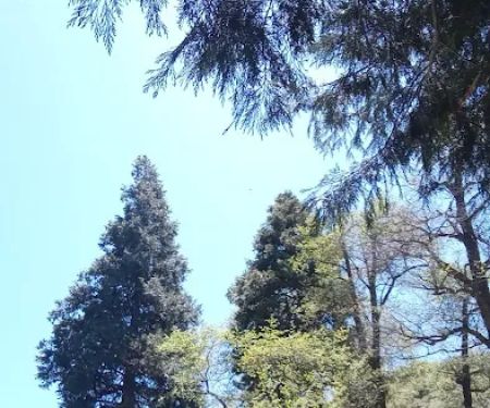 Beartrap Campground