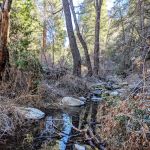 Beartrap Trail Camp