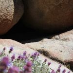 Holcomb Valley Campground