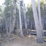 Jackstraw Springs
