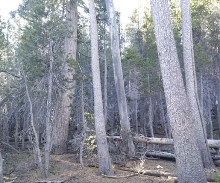Jackstraw Springs