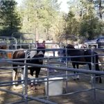 Heart Bar Equestrian Group Campground