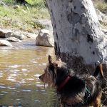 Dripping Springs Campground