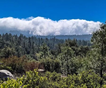 Centennial Oak campground