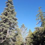 Fry Creek Campground