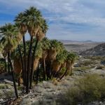 Mountain Palm Springs Campground