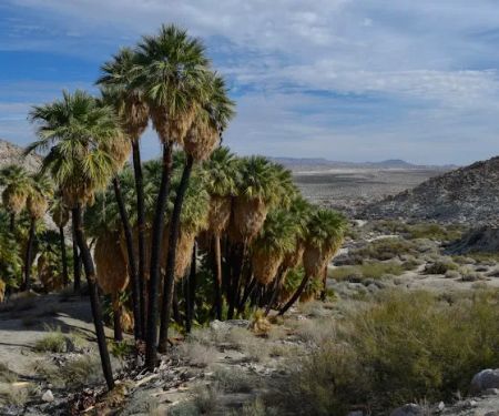 Mountain Palm Springs Campground